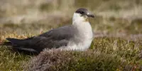 Endangered Seabird demonstrates Astonishing individual Adaptability to Climate Change