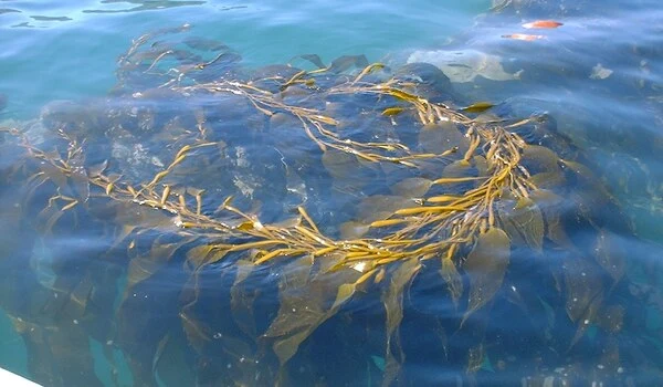 Floating algae a raft for juvenile pelagic fish