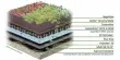 Green roofs may benefit from Fungal-rich Soil
