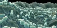 Listeria, a Foodborne Disease, may hide from Sanitizers in Biofilm