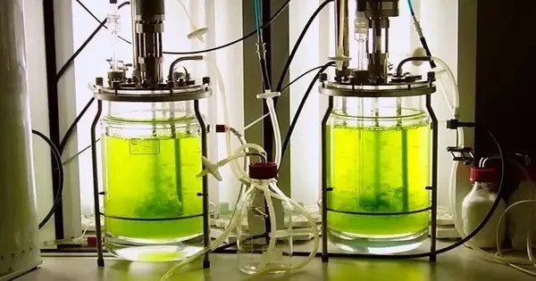 Moss Bioreactor