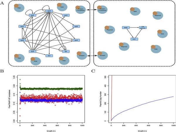New research guides mathematical model-building for gene regulatory networks