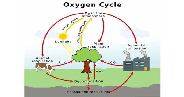 Oxygen Cycle