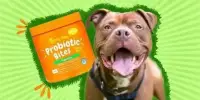 Probiotics help Obese Dogs Lose Weight