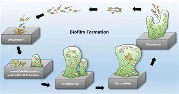 Researchers use Optical Traps to Control the Production of Biofilms