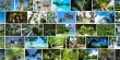 Scientists identify the most Widespread Tropical Tree Species