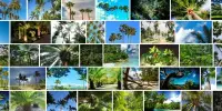 Scientists identify the most Widespread Tropical Tree Species