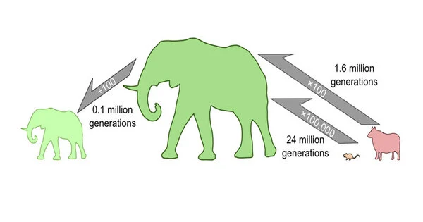 Why animals shrink over time explained with new evolution theory