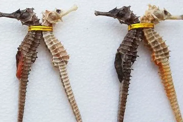 How seahorse-like toxins kill insects