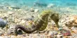 Toxins similar to Seahorses used to Kill Insects
