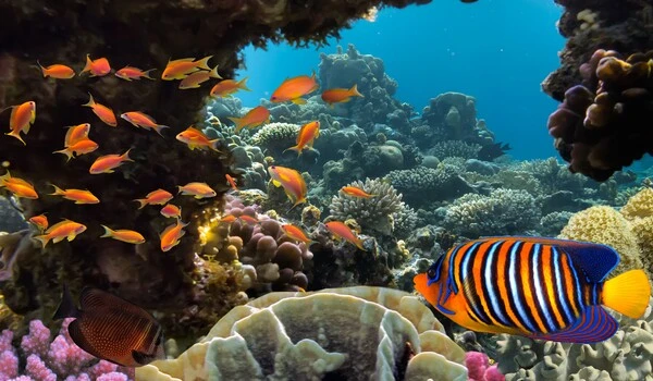 Unexpected biodiversity on the ocean floor