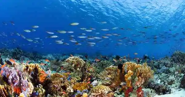 Unexpected Biodiversity found on the Ocean Floor