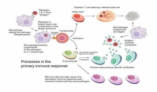 When and how immune cells decide to form pathogen memories