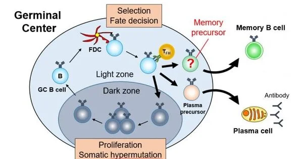 When and How Immune Cells choose to create Pathogen Memories