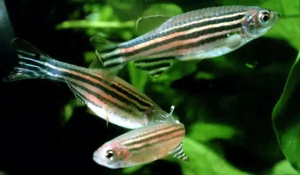Zebrafish navigate to find their comfortable temperature