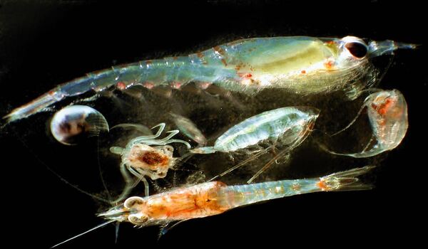 Big new idea introduced with the help of tiny plankton