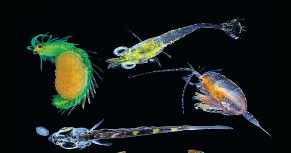 Big Innovative Idea Introduced with the help of Little Plankton