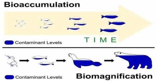 Biomagnification