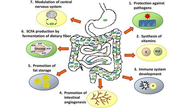 Gut microbiome changes during pregnancy may influence immune system response