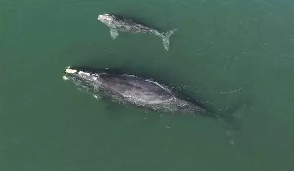 Climate change could push bowhead whales to cross paths with shipping traffic