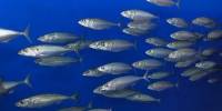 Climate Change is Reducing the Number of Fish