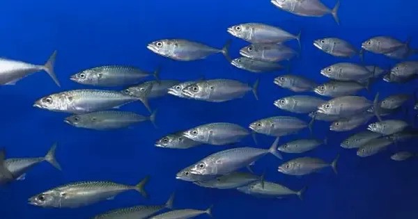 Climate Change is Reducing the Number of Fish