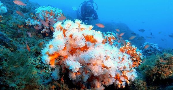 Cold-water Coral confines itself on Mountains in the Deep Ocean