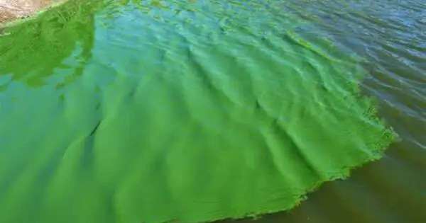 Cyanobacteria – a phylum
