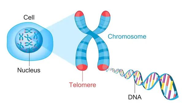 Double trouble at chromosome ends