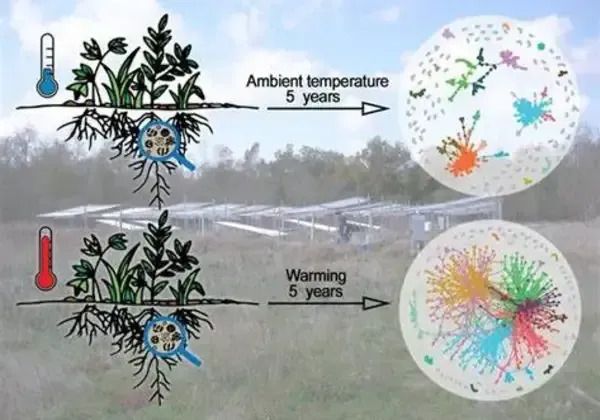 Global warming increases the diversity of active soil bacteria