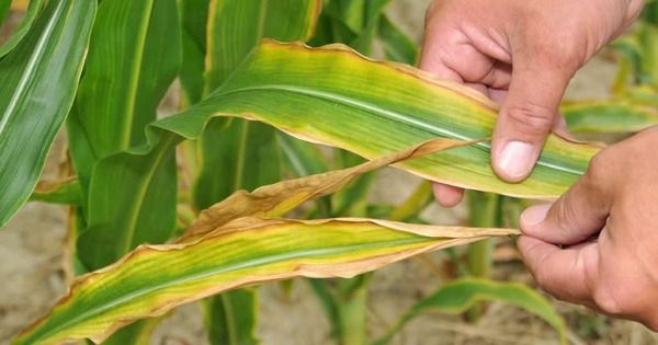 Potassium Depletion in Soils Threatens Global Agriculture Yields