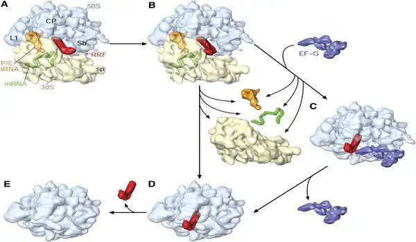 Ribosomes – Molecular wedge assists recycling