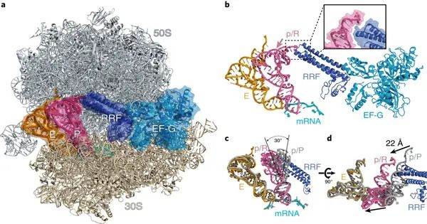 Ribosomes – Molecular Wedge helps Recycling