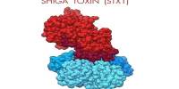 Shiga Toxins