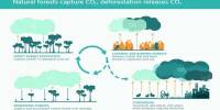Side Effects of Large-scale Forestation could diminish Carbon removal benefits by up to One-third