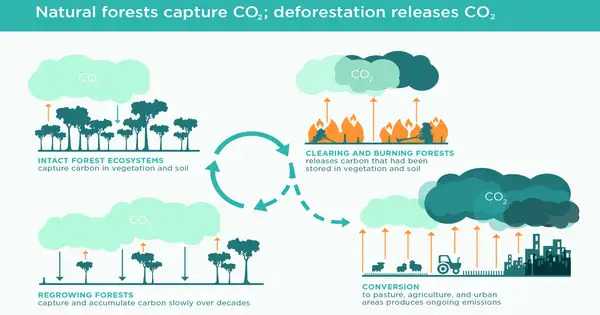 Side Effects of Large-scale Forestation could diminish Carbon removal benefits by up to One-third