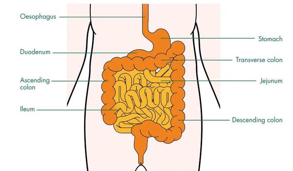The small intestine adapt its size according to nutrient intake