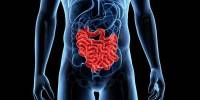 The Small Intestine Adjusts its Size Depending on Nutritional Intake