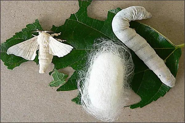 Using mussels and silkworm cocoons to stop organ bleeding