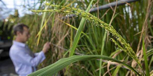 Weedy rice gets competitive boost from its wild neighbors