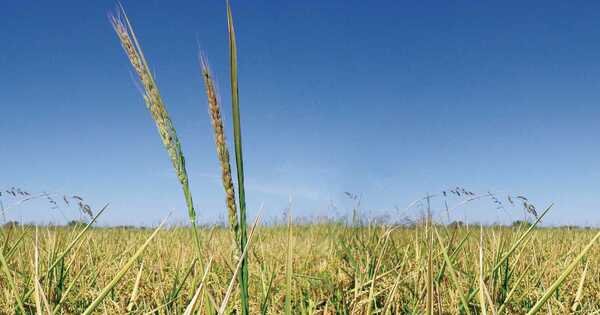 Weedy Rice gains Competitive Advantage from its Wild Companions