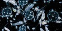 Zooplankton – a component of aquatic food webs