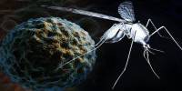 Climate Change Fueled the Growth of West Nile Virus in Europe