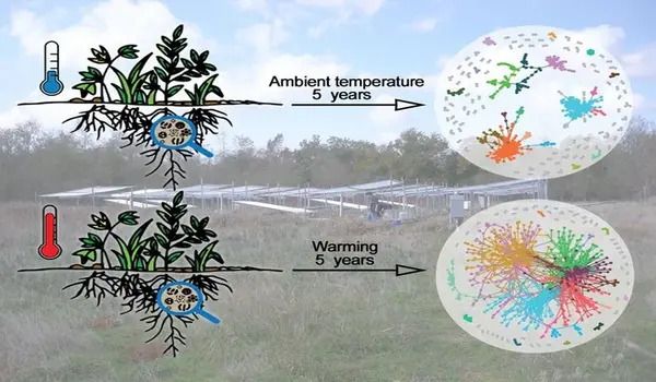 Climate change alters the hidden microbial food web in peatlands