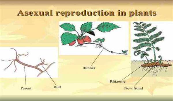 Asexual propagation of crop plants gets closer
