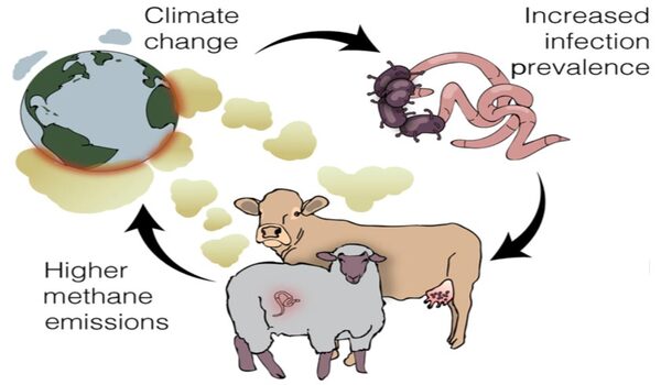 Experts warn climate change will fuel spread of infectious diseases