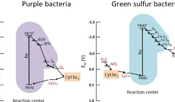 Photosynthetic mechanism of purple sulfur bacterium adapted to low-calcium environments