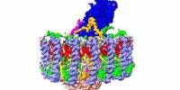 Photosynthetic Mechanism of Purple Sulfur Bacteria suited to Low-calcium Conditions