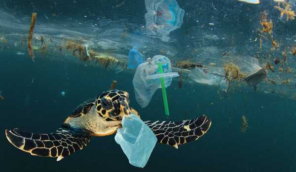 Plastic pollution can kill variety of ocean embryos