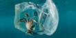 Plastic Contamination can Harm a Number of Ocean Embryos